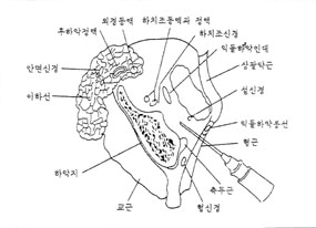 그림2. 하악의 교합면상 1cm 부위에서의 익돌하악극내 구조물